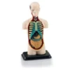 Revell Human Body 1:9