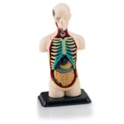 Revell Human Body 1:9